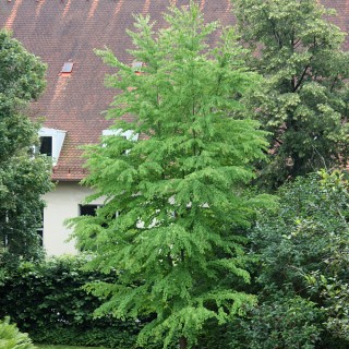 Lebkuchenbaum