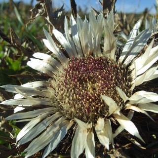 Silberdistel