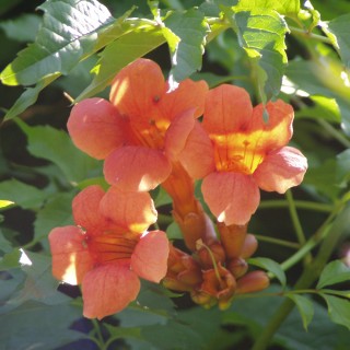 Trompetenblume orange